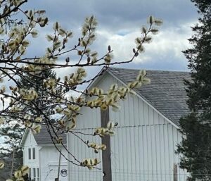 A pussy willow in bloom next to a white barn