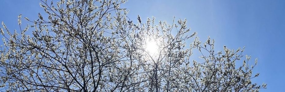 the sun gleaming through a pussy willow tree with fuzzy catkins