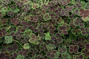 a plant that looks tiny shamrocks with maroon leaves edged in green.