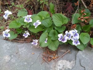 purple flowers and heart shaped leaves next to stone patio.