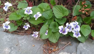 purple flowers and heart shaped leaves next to stone patio.
