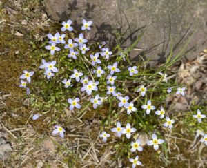 tiny star-shaped pale purple flowers clustered above low-growing foliage next to a rock.