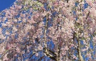 a pink flowering weeping cherry tree with reverted white flowering straight branches
