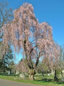 very old pink flowering weeping cherry with a bulging graft union