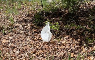 a white plastic bag stuck in a tree
