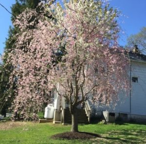 a pink flowering weeping cherry tree with reverted white flowering straight branches