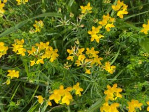 a sunny yellow low growing plant called Birdsfoot trefoil