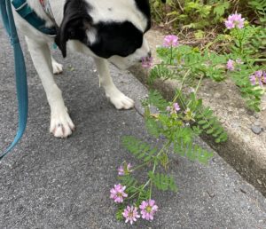 Jolee, a white dog with black ears sniffing crown vetch along the road.
