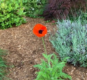 a singe red poppy rising above the fern-like fuzzy foliage in a garden
