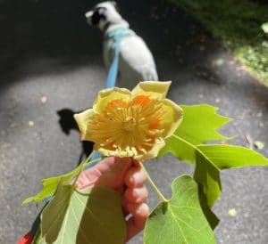 A hand holding a yellow Tuliptree flower with an orange center and cluster of light green leaves with Jolee, a white dog in the background.
