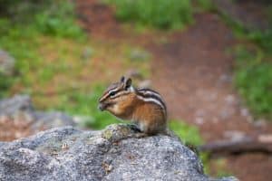 a side view of a chipmunk on a rock.