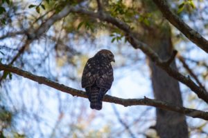 a reddish-brown Red-Shouldered Hawk perched in a tree in daytime