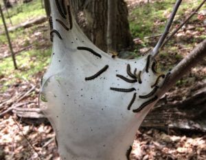 a white nest of Eastern Tent Caterpillars in the crotch of a tree.