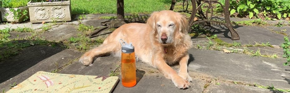 Miss Ellie Mae, a blonde golden retriever lying on a stone patio with a kneeling pad for weeding and water bottle