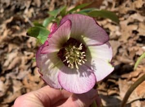 a large pink and white bloom of a hellebore being held by a hand.