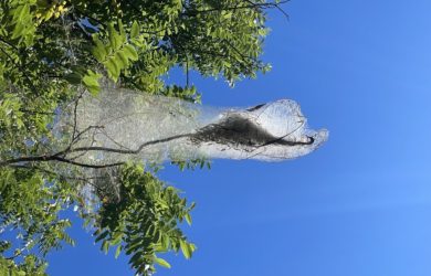 a white cotton candy looking nest of fall webworms in a tree against a bright blue sky