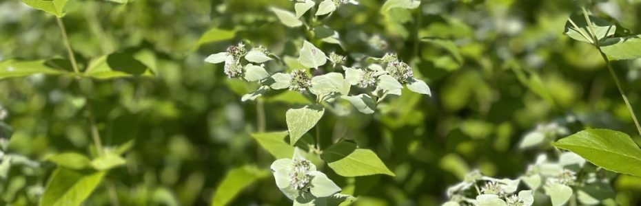 a swath of the bluish-grey foliage of Short-toothed Mountain Mint