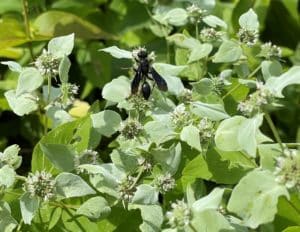 a black wasp on the bluish gray foliage of Short-toothed Mountain Mint