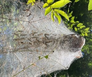 a white cotton candy looking nest of fall webworms in a tree