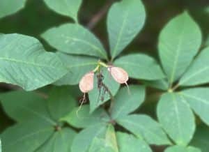 small teardrop baby bottlebrush buckeye nuts against green foliage