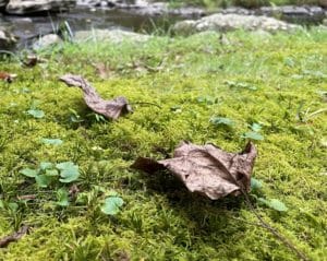 browned tuliptree leaves on moss by a brook