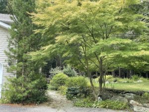 a Seiryu Japanese Maple wiht lacey lime green leaves near a stone patio.