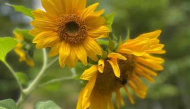 two yellow flowering sunflower heads