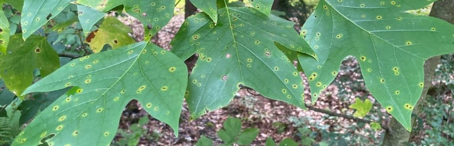 a closeup of tuliptree leaves with black spots from insect damage