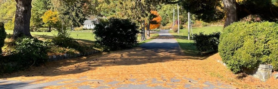 Yellowed White Pine Needles on a driveway from fall needle drop