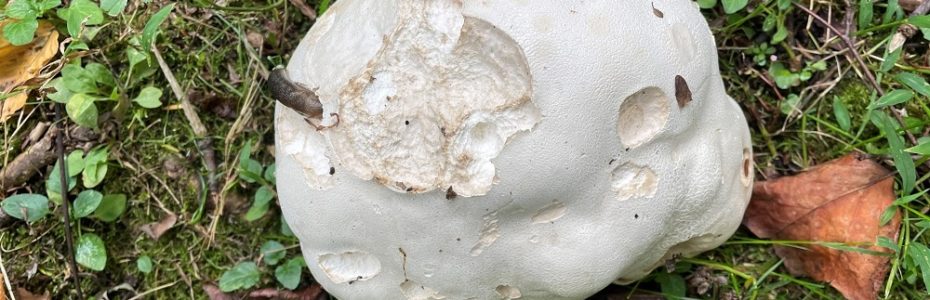 a white volleyball sized giant puffball mushroom with a slug