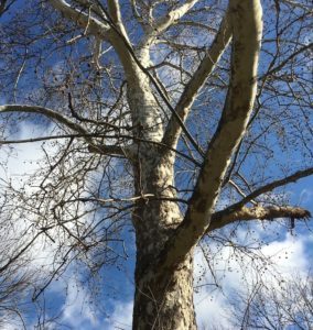 Looking up at a Sycamore with creamy white, grey, and greenish patches on the trunk against a blue sky 
