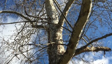 Looking up at a Sycamore with creamy white, grey, and greenish patches on the trunk against a blue sky