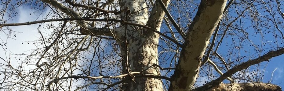 Looking up at a Sycamore with creamy white, grey, and greenish patches on the trunk against a blue sky