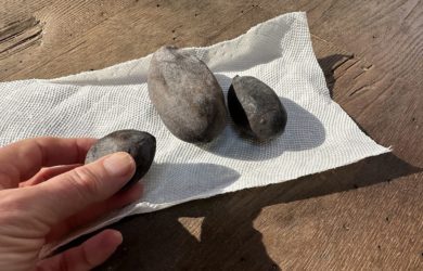 a woman's hand holding a dark brown aged pawpaw fruit