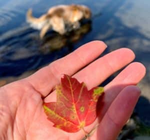 a hand holding a small maple leaf in orange and red fall colors and a golden retriever in the water