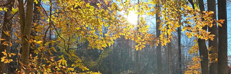the sun gleaming through yellow leaves on a tree in fall