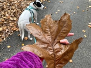 a large tan oak leaf held in a woman's hand and a white dog with black ears in the background.