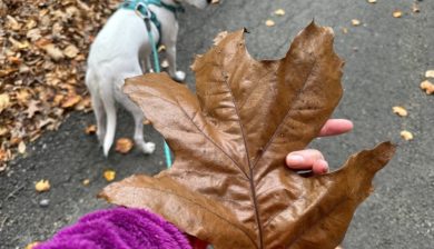 a large tan oak leaf held in a woman's hand and a white dog with black ears in the background.
