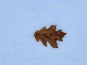 a fallen brown dry oak leaf lying in snow
