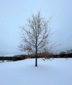 an oak tree with a few leaves in a field of fresh fallen snow