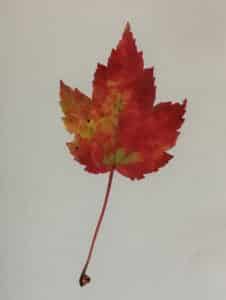 a card with a silhouetted photo of a maple leaf in fall by Vicki Johnson