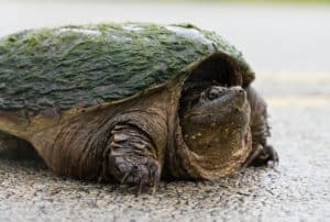 a snapping turtle with a moss covered shell