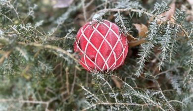 a softball sized red Christmas Ball on a weeping hemlock with the frosting of a heavy frost.