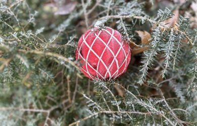 a softball sized red Christmas Ball on a weeping hemlock with the frosting of a heavy frost.