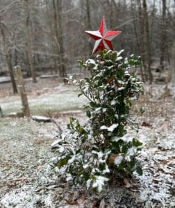 the Mary Holman American Holly a year later after recovering from leaf drop in snow decorated with a red and white star