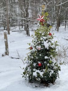 a Mary Holman American Holly in snow decorated with a red and white star and Christmas balls