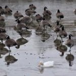 a flock of Canada Geese on a pond shared with one white domestics duck.