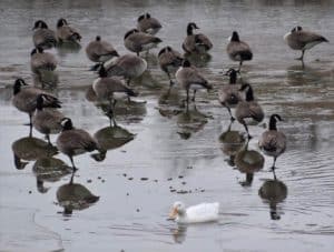 a flock of Candain Geese on a pond shared with one white domestics duck.