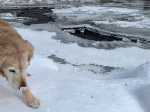 A yellow golden retriever with snow on her nose walking along a frozen brook