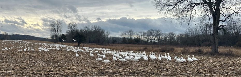 a huge flock of white snow geese in a farm field